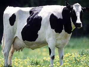 بقرة كندية تدخل موسوعة غينيس