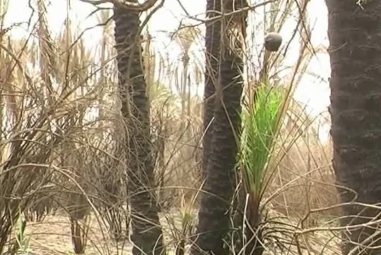 النجف تشكو واقع زراعي متردي وخصوصا بالنخيل