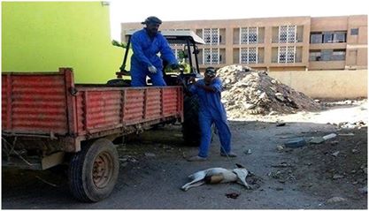 مقتل  400 كلب سائب في كربلاء خلال شهر نيسان