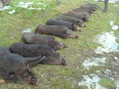 حيواناتٌ برية قاتلة تجتاح قرى وأرياف كربلاء وتخلف خسائر مادية..