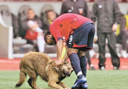 كلب يوقف مباراة.. والعشرات يفشلون في الإمساك به!