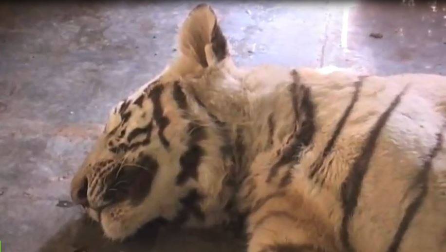 بالفيديو من الهند: ثعبان الكوبرا يقتل نمرا أبيضا بعد معركة 10 دقائق