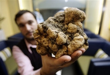 جني الكمأ في الانبار.. هواية وتجارة