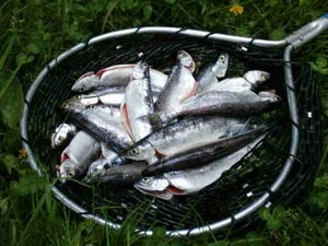 اجراءات لردم 30 بحيرة اسماك في قضاء الهندية بكربلاء