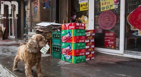 كلب «يتسول» ليشتري لنفسه طعامًا