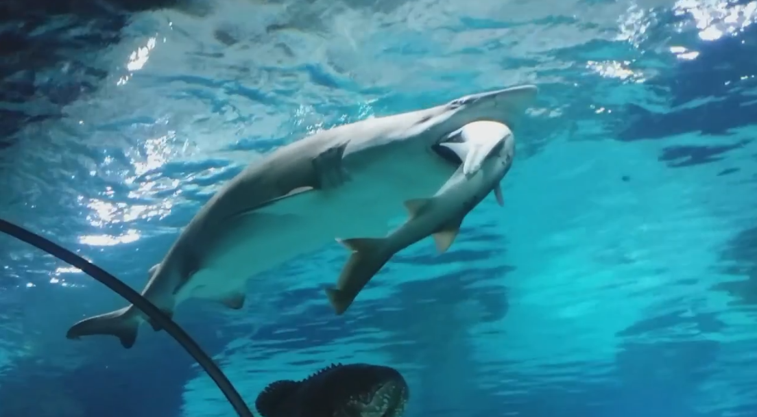 سمكة قرش تبتلع أخرى على مرأى من زوار حوض اسماك في سيؤول