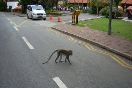 قردة في الصين تتعقب سيارات الاجرة انتقاما لدهس قرد