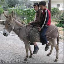 مدينة بايطاليا تستخدم «تاكسي الحمير» لمحاربة التلوث وغلاء الوقود!!!