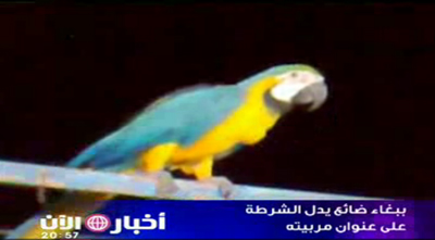 ببغاء ضائع يدل الشرطة على عنوان مربيته