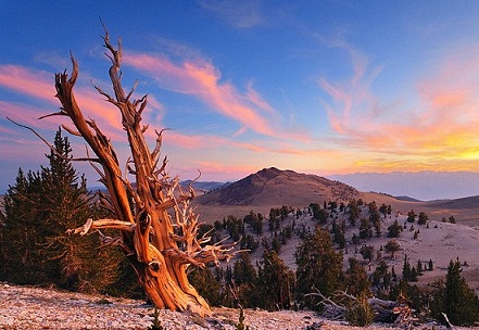 بالصور .. أقدم شجرة حية بالعالم في أميركا