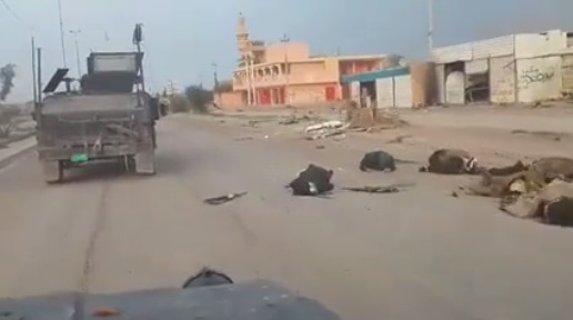 بالفيديو: جثث عناصر داعش تملأ شوارع بيجي