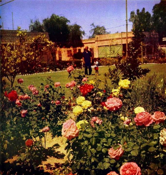 هكذا كانت حدائق البيوت البغدادية عام 1957 م