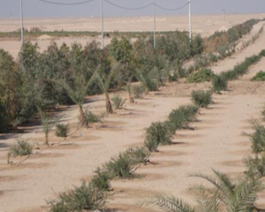 كربلاء تشرع بتنفيذ المرحلة الثانية من الحزام الأخضر الشمالي بطول (10)كم