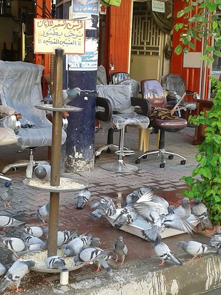 كربلاء :دعوة طعام لطيور العتبتين المقدستين ،والطيور تلبي الدعوة +صورة