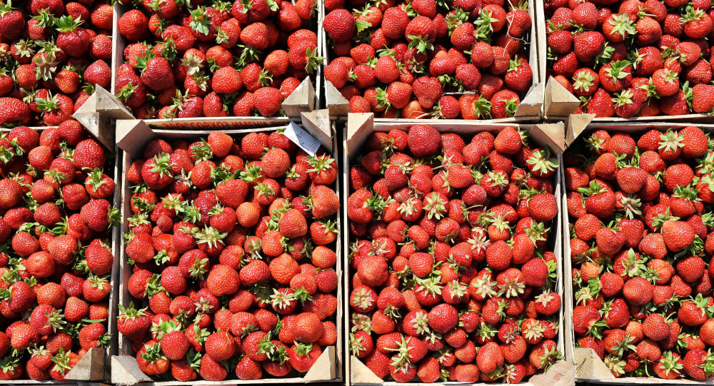 الكويت ترفع الحظر عن الفراولة المصرية