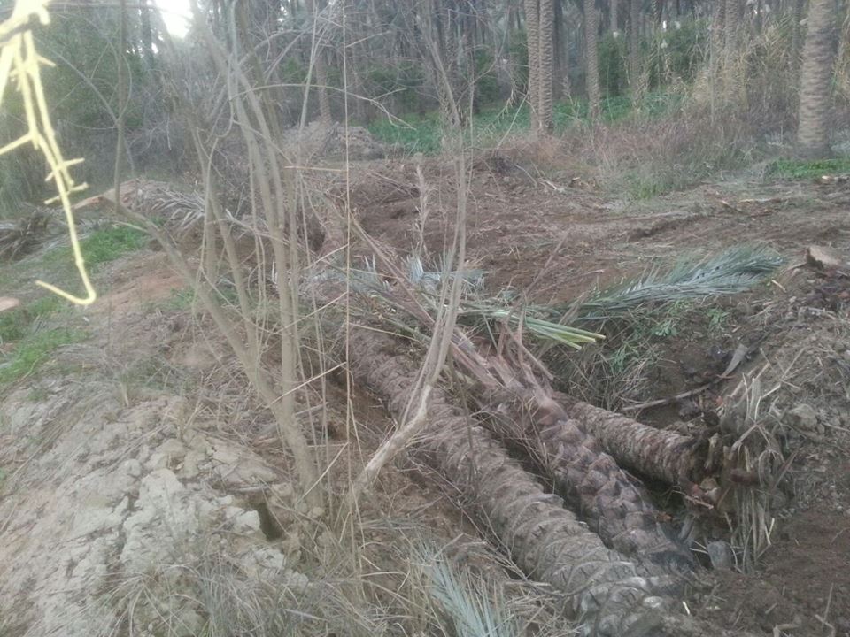أعدام آلاف النخيل  في ناحية الحسينية بكربلاء وسط مطالبات بتدخل حكومي لأيقاف هذه الظاهرة الخطيرة