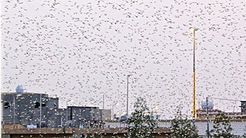 أسراب من الجراد تغطي السماء وتجتاح احدى مناطق مكة المكرمة+صورة