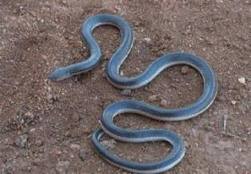 شبح أفعى سيد دخيل مسلسل رعب يؤرق المواطنين