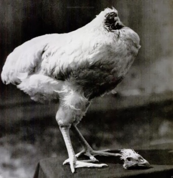 قصة الديك الذي عاش بدون راس لمدة سنتين