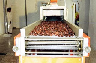 مكبس التمور في كربلاء ..يعيد تمور فلاحي الهندية كونه علفي