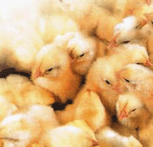 دواجن كربلاء تساهم  بتلبية 30% من احتياجات السكان من الدواجن وبيض المائدة والتفقيس.