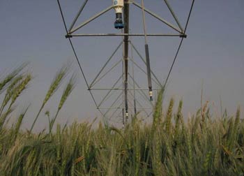 كربلاء تطبق تجربة زراعة الحنطة صنف آباء 99 عالية الإنتاجية