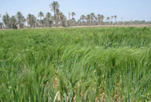 المباشرة بحملة حصاد الشلب في محافظة النجف الاشرف