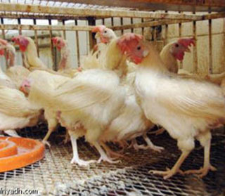 استثمار كربلاء تمنح إجازة لإنشاء حقل دواجن بقيمة 3 مليون دولار