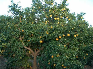 الزراعة تنهي حملة لمكافحة 6500 دونما من بساتين الحمضيات في كربلاء