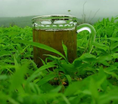 الشاي الاخضر ربما يقي من سرطان القولون