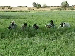 العراق يخسر مئة الف دونم من الاراضي الصالحة للزراعة سنويا