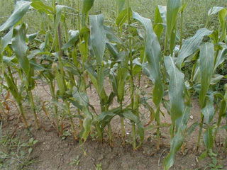 زراعة كربلاء: زيادة معدلات انتاج المحاصيل الخضرية في المحافظة