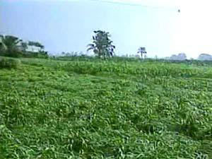 نسب مئوية  لـ(20) مشروع زراعي في كربلاء