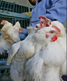 مجموعة الكفيل تسحب ثلاث وكالات محلية لعدم التزامها بالسعر المقرر لمنتوج دجاج الكفيل في كربلاء