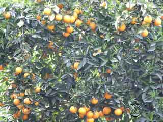 الزراعة :استيراد ثمانين الف شتلة من أصول الفواكه الملائمة للبيئة العراقية