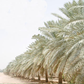 الإمارات العربية وإيران يدعمان مشروع الزراعة النسيجية للنخيل في العراق