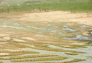 مشروع استصلاح عشرين ألف دونم من الاراضي الزراعية بمنطقة الحسينية في كربلاء وبابل