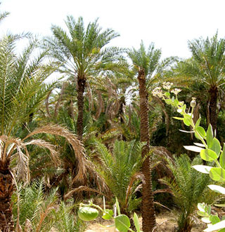 إيقاف المعاملات والتصرفات العقارية التي تتعلق ببيع وشراء القطع الزراعية والبساتين