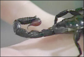 تأجيل اقلاع رحلة لشرکة الخطوط الفيتنامية بسبب عقارب