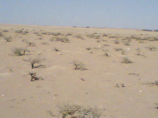 إعداد إحصائية متكاملة عن الأراضي الزراعية غير المستغلة والصالحة للاستزراع في الصحراء الغربية