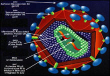 عنصر في المني يزيد الاصابة بالايدز