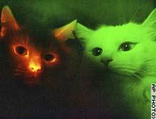 استنساخ قطط تشّع في الظلام