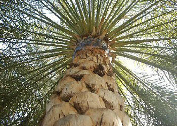 مكافحة أكثر من مليونين ونصف مليون نخلة في كربلاء