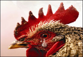 الاتحاد الأوروبي إجراءات للسيطرة على انفلونزا الطيور في ألمانيا