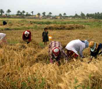 زراعة النجف : بسبب نقص المياه تقليص زراعة الشلب في المحافظة بنسبة 50 بالمائة