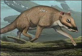 أصل الحيتان ربما تكون غزلاناً أو فئراناً عملاقة!