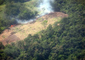 حرق مساحات كبيرة من الغابات داخل حدود أقليم كردستان العراق المتاخمة لتركيا