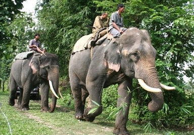 أفيال آسيا سيارات أجرة بعد ان كانت مطايا للملوك