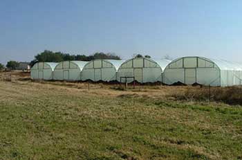 مدينة الحسين الزراعية في كربلاء  مشروع تنموي يلقي بضلاله على جميع العراق