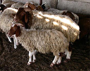 في كربلاء .. سارق يترك  ستا  من أغنامه أمانة  لحين إرجاع المسروقات